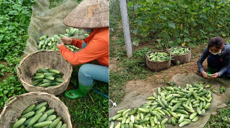 Thu hoạch dưa chuột nếp bản địa của Tổ hợp tác dưa chuột nếp hữu cơ tại Kim Bôi – Hòa Bình