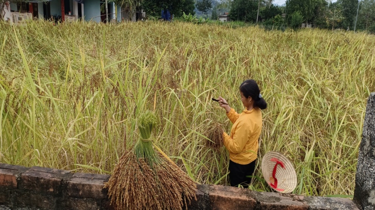 Thu hoạch lúa nếp hạt cau của Nhóm sản xuất hữu cơ tại Thạch Thành – Thanh Hóa